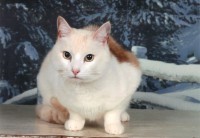 /album/fotogalerie-miezekatzen/fotosession-mit-foxi-jpg/